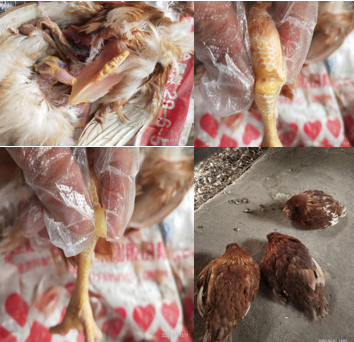 �ڲ�����Ϸ������(�й�)רҵ����,����Ϊ��