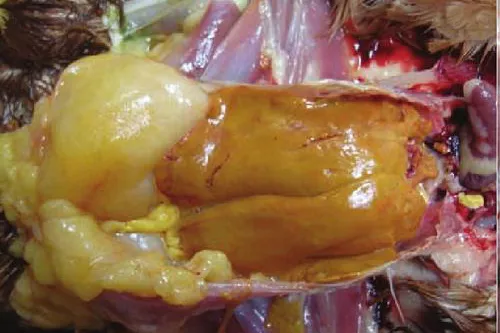 �ڲ�����Ϸ������(�й�)רҵ����,����Ϊ��