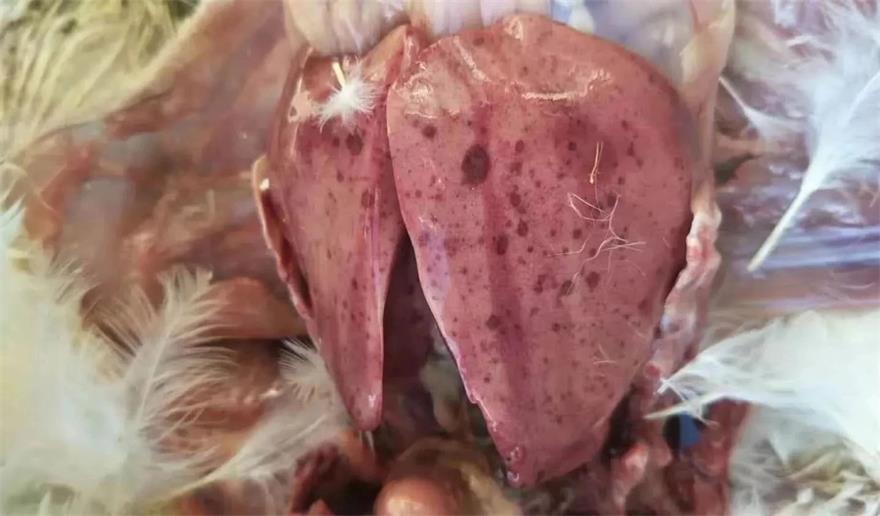 �ڲ�����Ϸ������(�й�)רҵ����,����Ϊ��